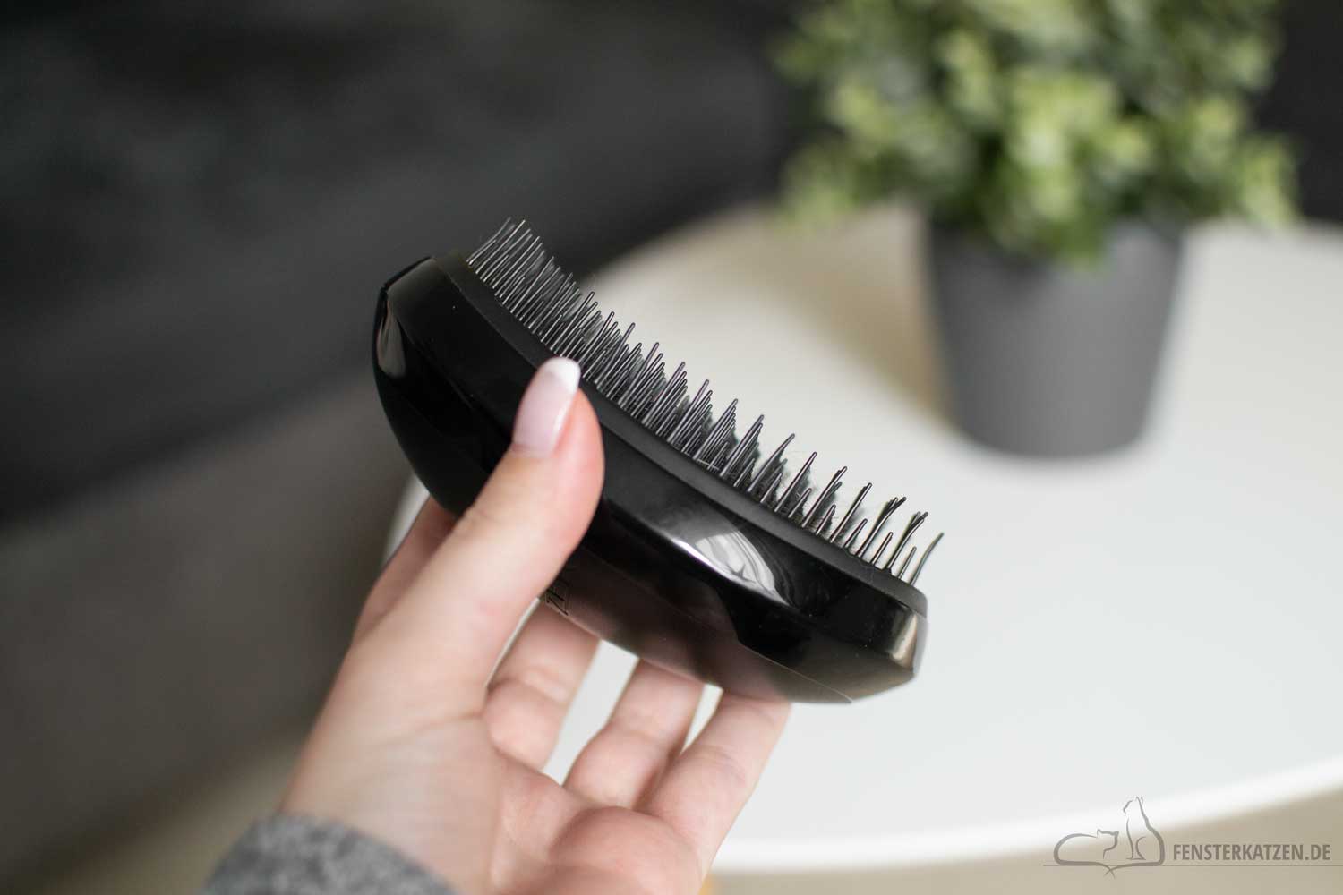 Fensterkatzen-Katzenblog-Katzenanfänger-Bürste-Tangle-Teezer