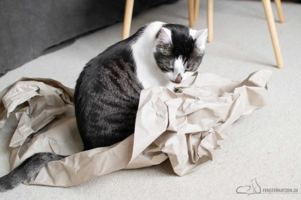 Fensterkatzen-Alltag-Upcycling-Katze-Beschaeftigen-Ideen-mit-Verpackungspapier-Titelbild