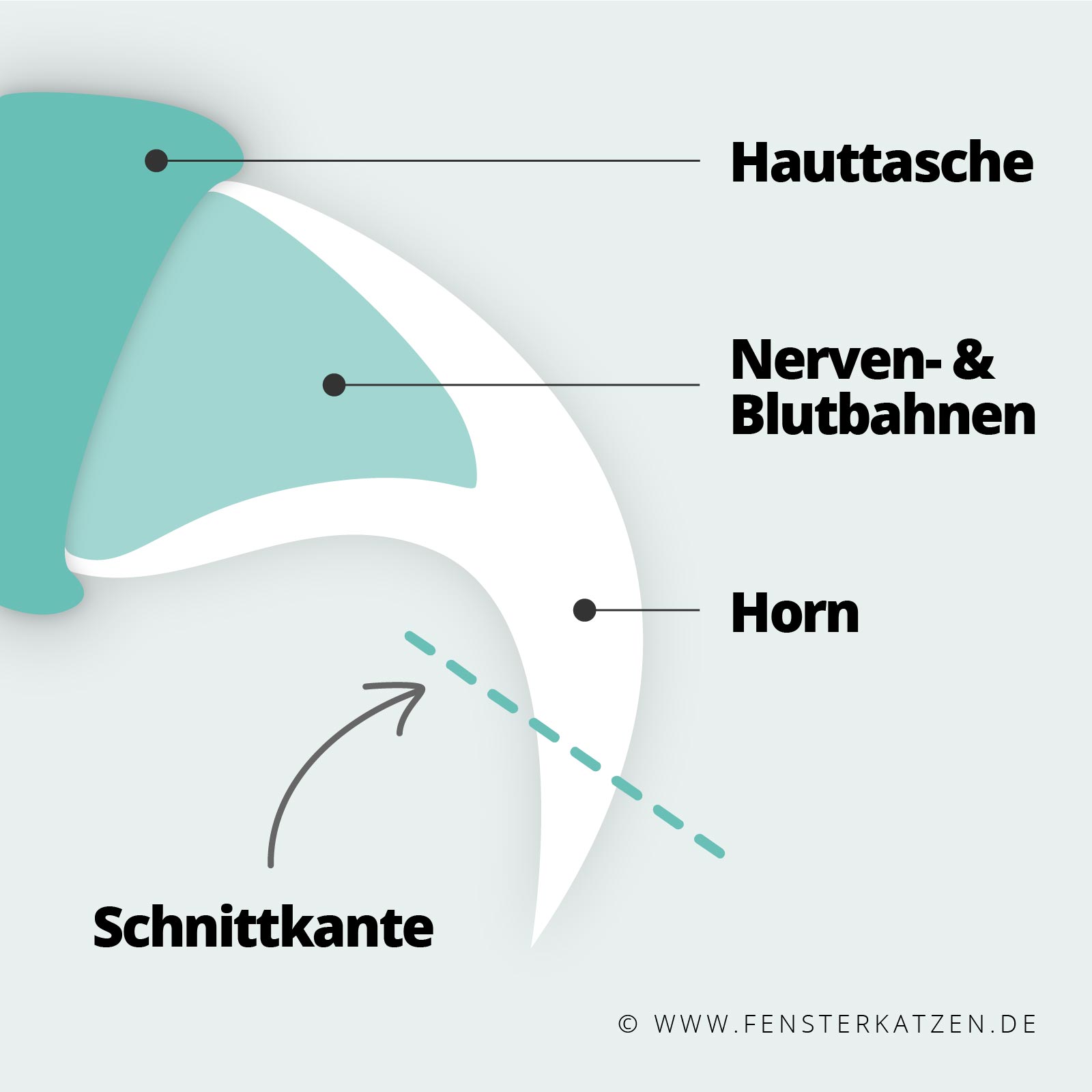 Muss man Katzen die Krallen schneiden? Gründe, Tipps und Ratgeber