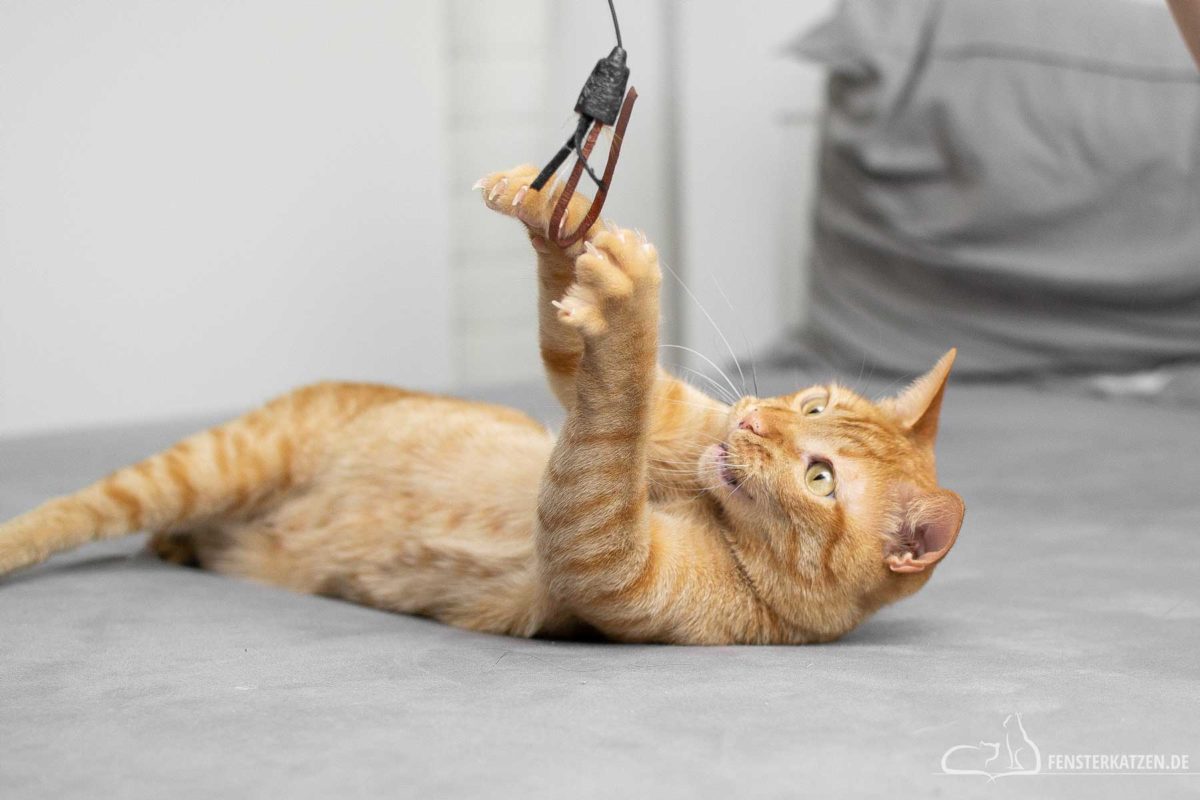 Fensterkatzen-Ratgeber-Wie-spielt-man-richtig-mit-Katzen-Kater-spielt-im-Liegen-mit-der-Spielangel