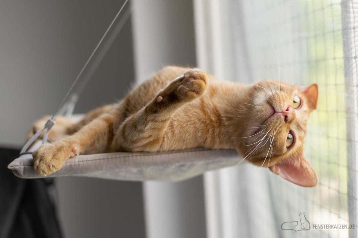 Fensterkatzen-Alltag-Kater-Luke-Vorgeschichte-Fensterliege