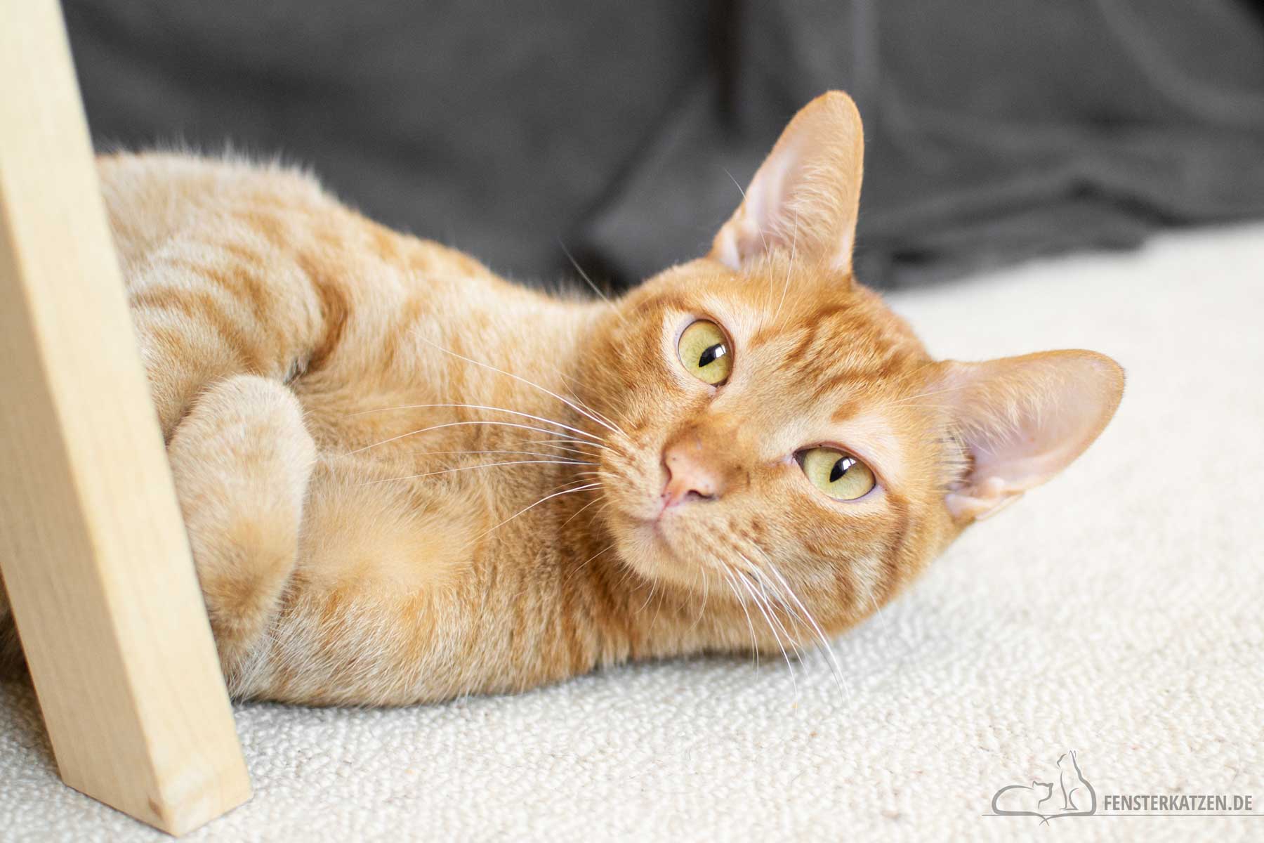 Fensterkatzen-Alltag-Kater-Luke-Vorgeschichte-Titelbild