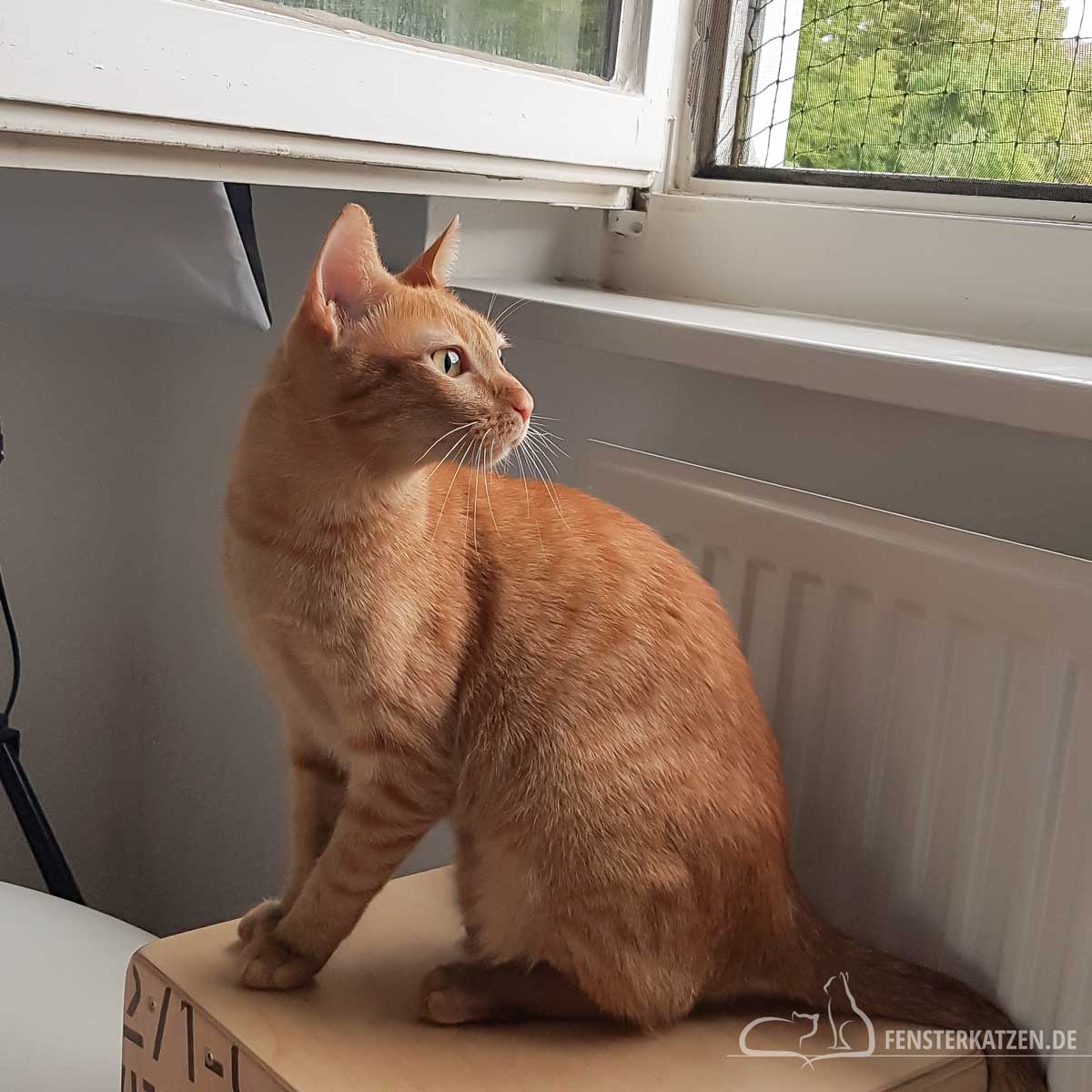 Fensterkatzen-Das-Erste-Mal-Katzen-Zusammenfuehren-Unsere-Erfahrungen-Kater-Sitzt-Am-Fenster