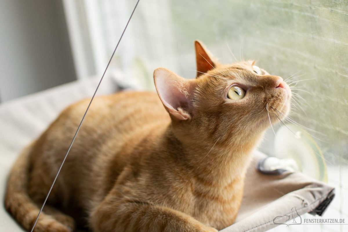 Fensterkatzen-Das-Erste-Mal-Katzen-Zusammenfuehren-Unsere-Erfahrungen-Luke-Fotoshooting-Fenster-2