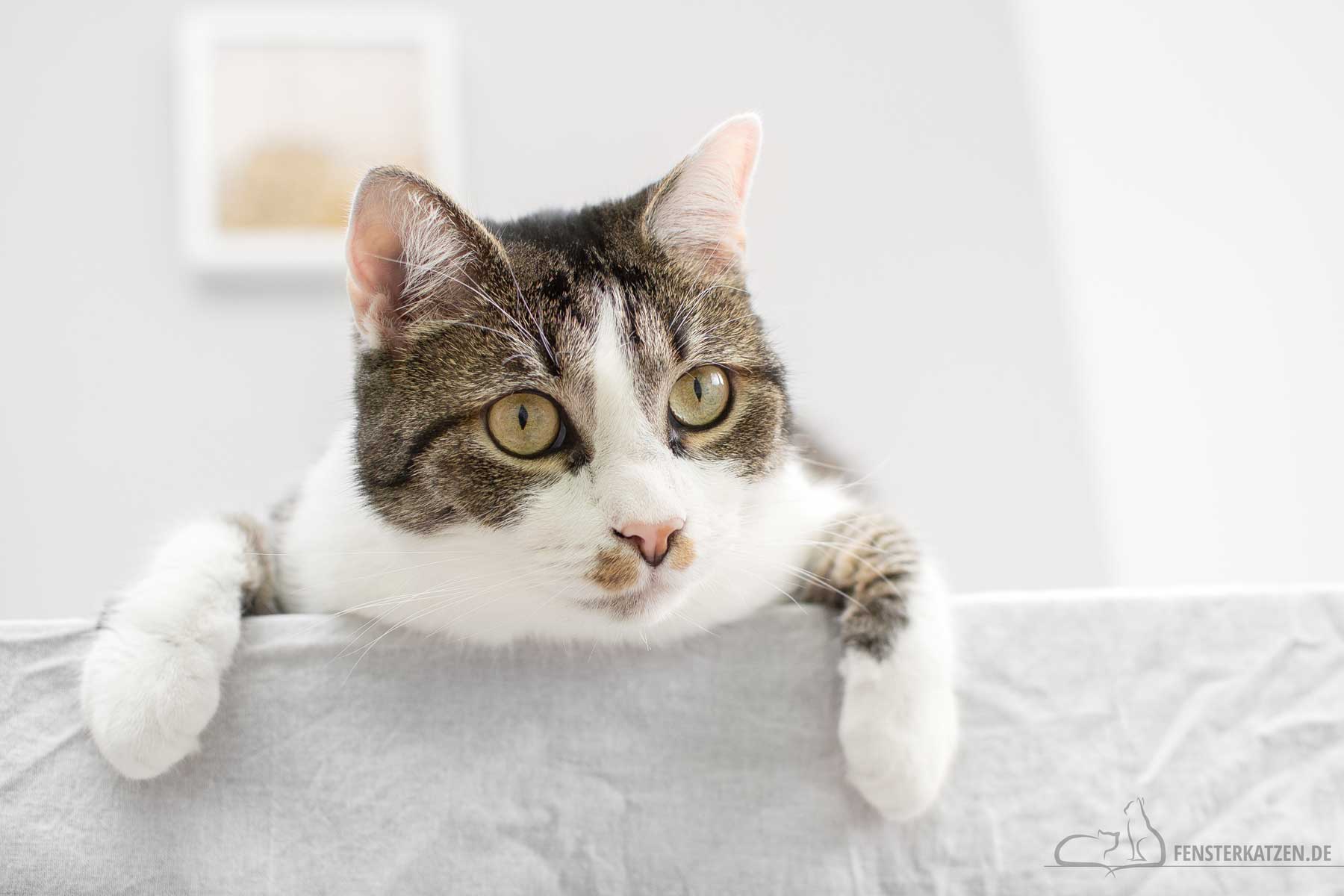 Fensterkatzen-Katzenblog-erste-Katze-Tipps-fuer-Katzenanfaenger-Titelbild