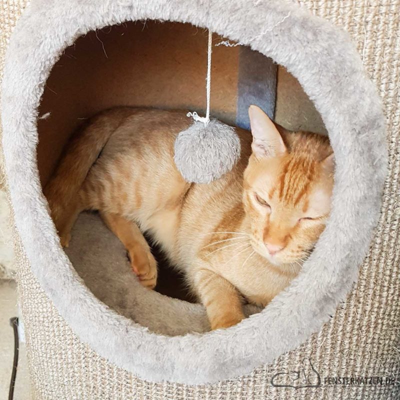 Erstes kennenlernen katzen
