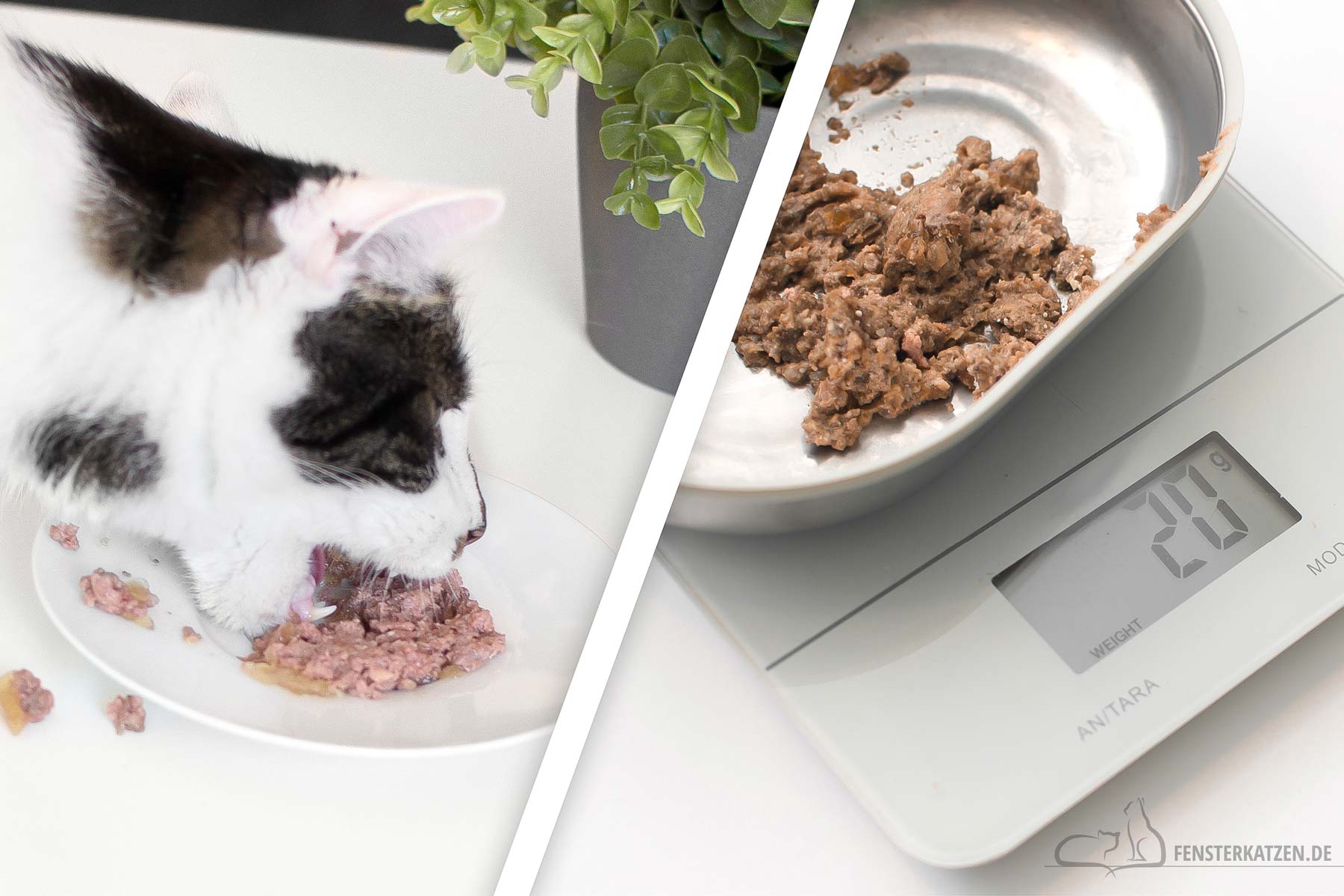 Fensterkatzen-Katzenblog-fuer-Katzenanfaenger-Katzenfutter-portioniert-vs-all-you-can-eat-Titelbild
