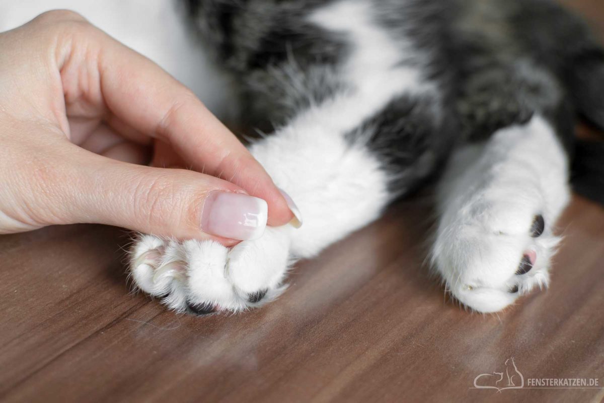 Wie Gewöhne Ich Meiner Katze Das Kratzen An Möbeln Ab Sollte ich meiner Katze die Krallen schneiden – ja oder nein