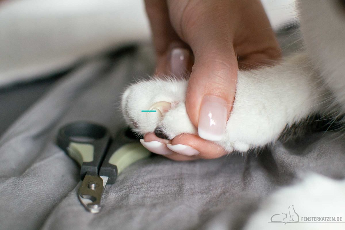 Sollte ich meiner Katze die Krallen schneiden ja oder nein?