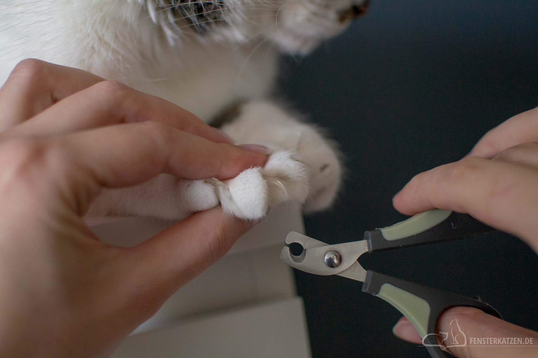 Fensterkatzen-Ratgeber-Katze-Krallen-Schneiden-Pfote-festhalten-Krallenschere