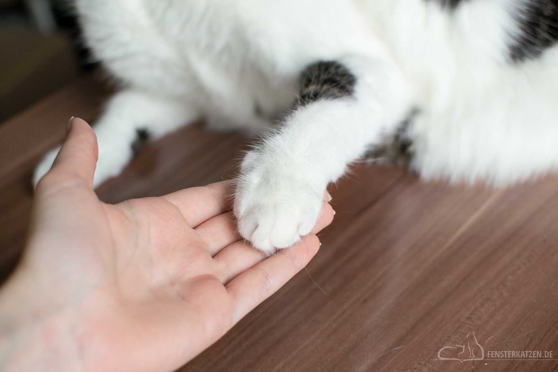 Fensterkatzen-Ratgeber-Katze-Krallen-Schneiden-Pfote-in-die-Hand-nehmen