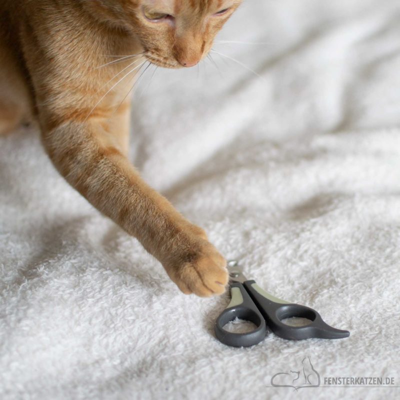 Sollte ich meiner Katze die Krallen schneiden ja oder nein? Ratgeber