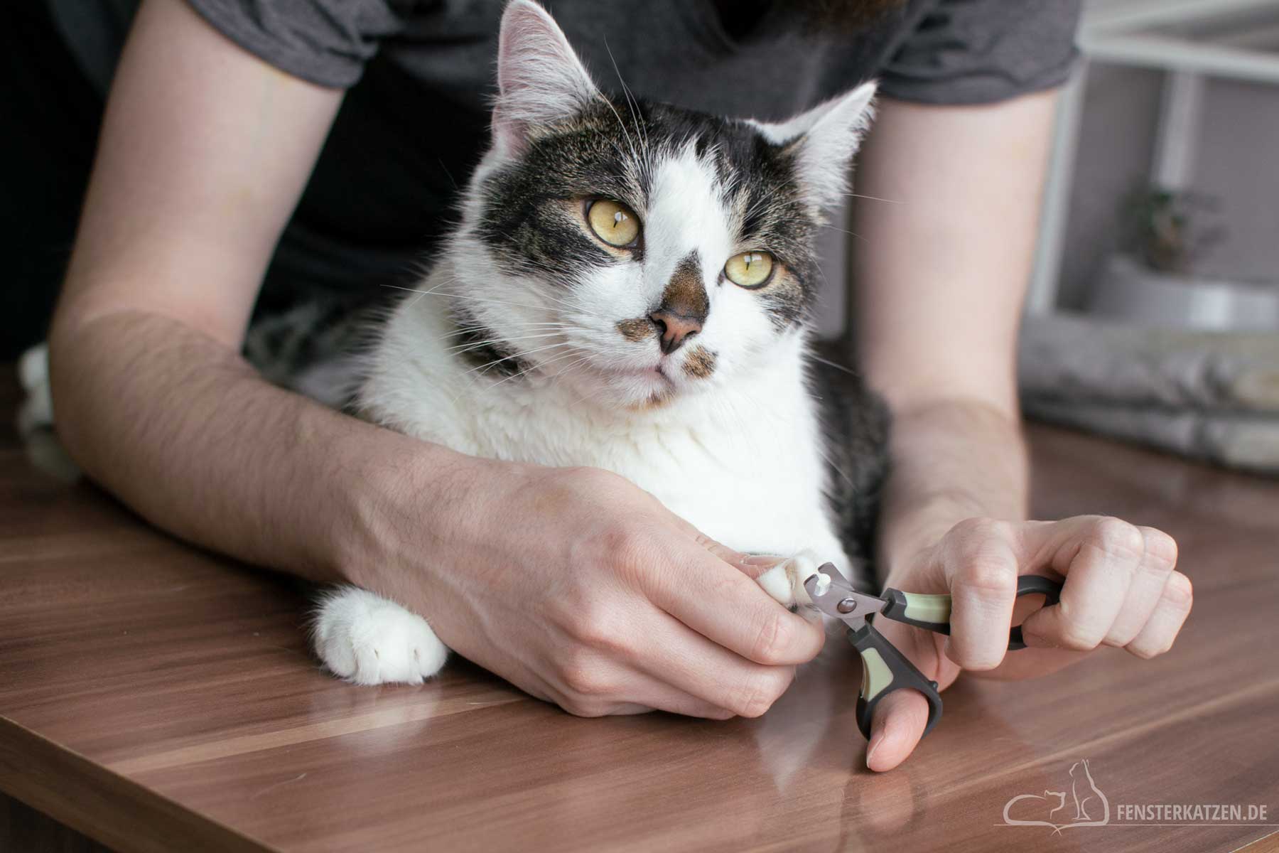 Sollte ich meiner Katze die Krallen schneiden – ja oder nein? - Ratgeber