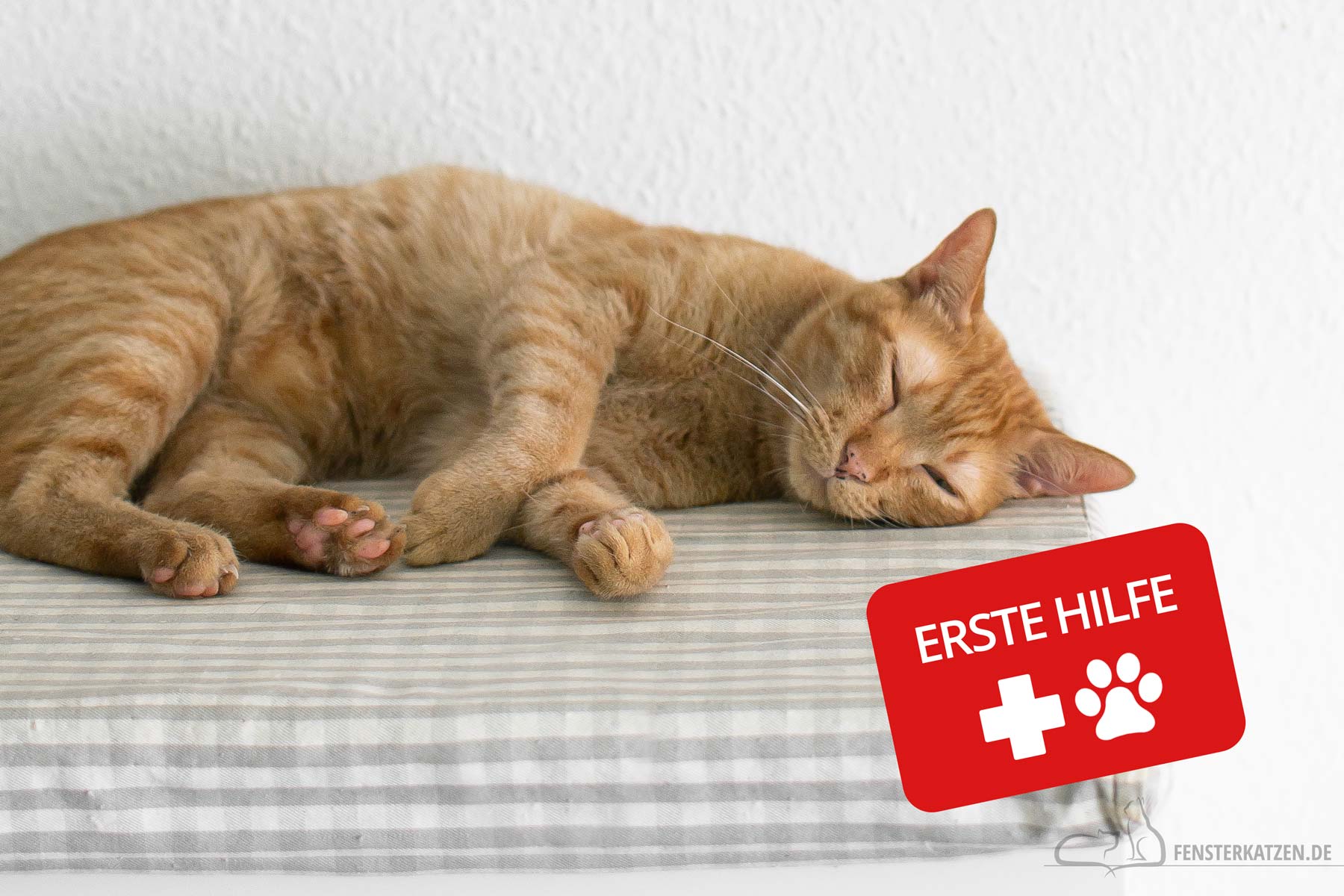 Fensterkatzen-Ratgeber-Erste-Hilfe-Katzen-Titelbild