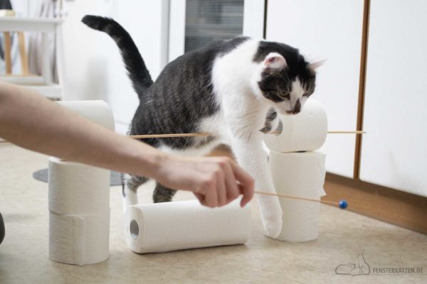 Fensterkatzen-Katzenblog-Cat-Agility-Hindernisparcours-Huerde-Klopapierrollen-hoeher