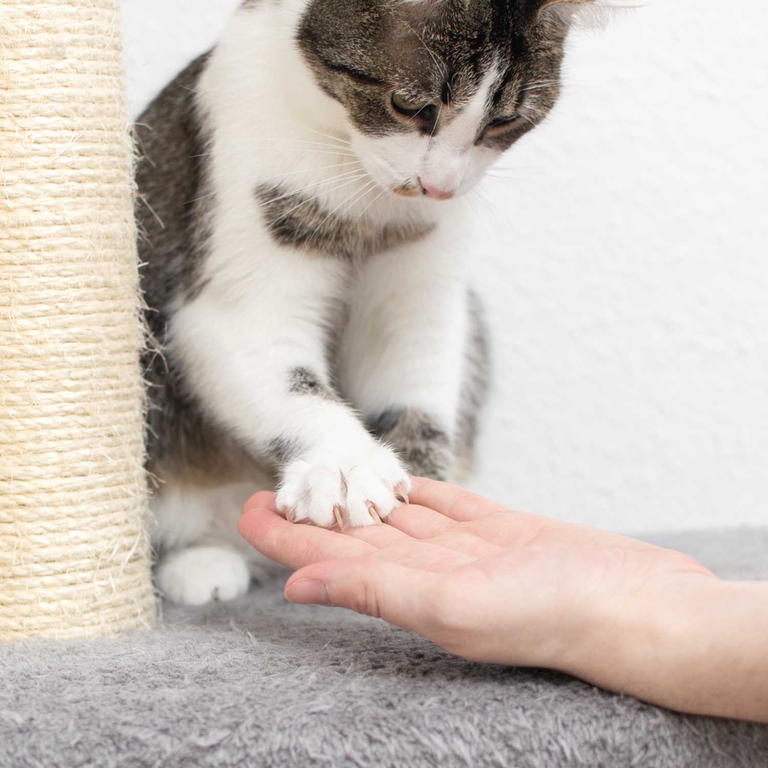 Fensterkatzen-Katze-Nala-gibt-Pfote