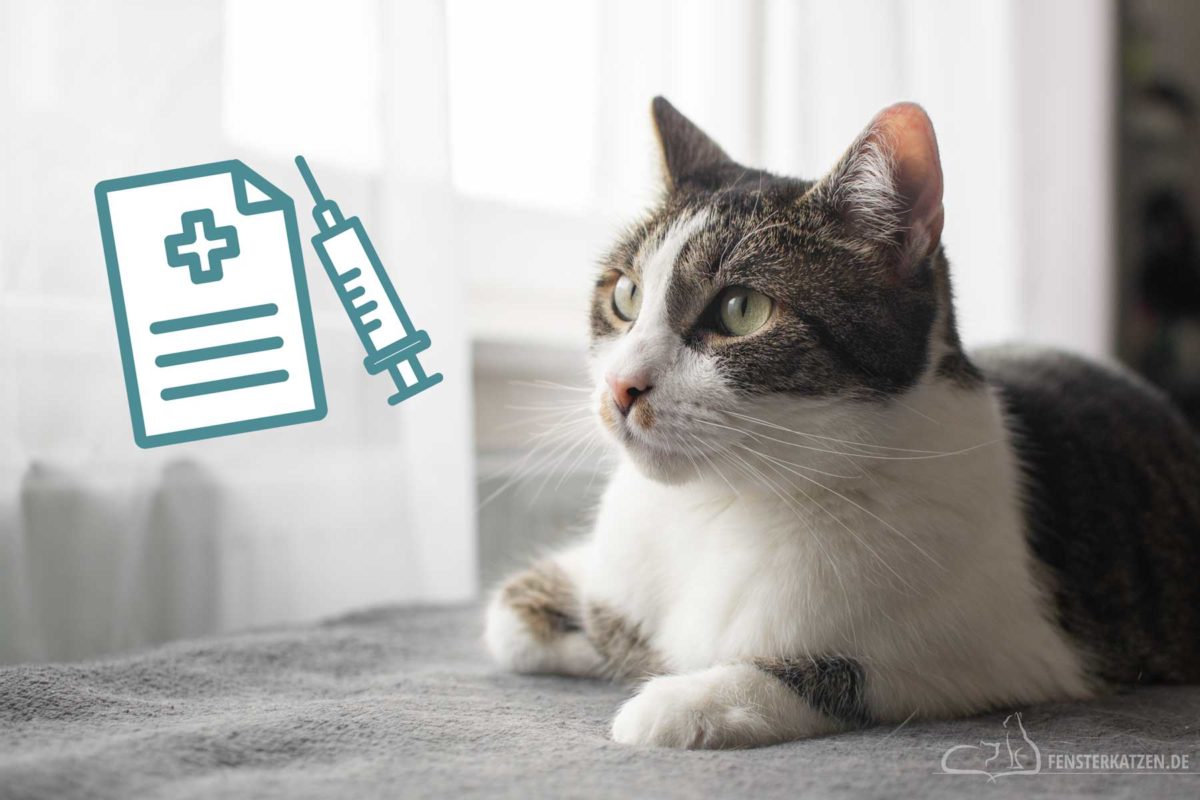 Fensterkatzen-Katzenblog-fuer-Katzenanfaenger-Titelbild-mit-Icon-Warum-Krankenversicherung-Katze