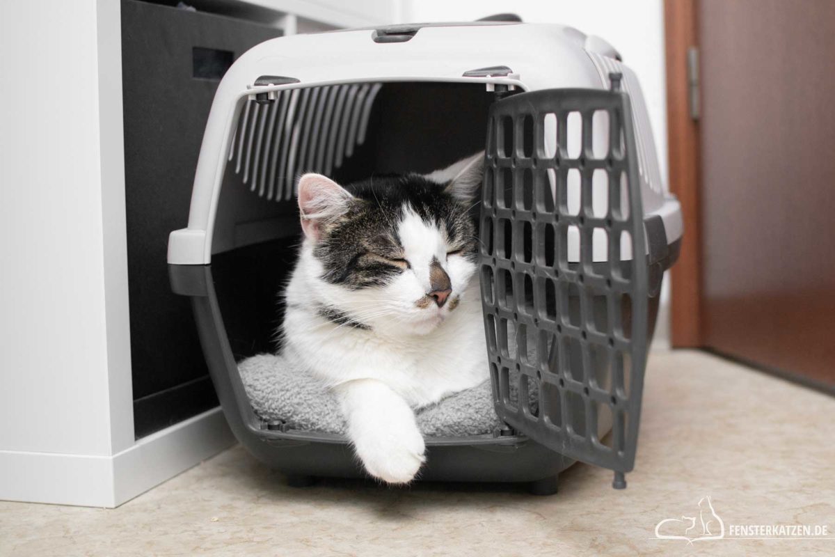 Fensterkatzen-Katzenblog-Katzenanfänger-Katze-schläft-in-Transportbox