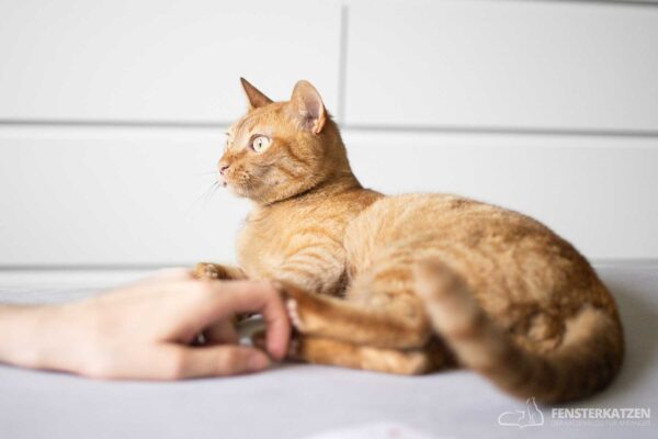 Eine rothaarige Katze liegt auf einer hellen Fläche und blickt aufmerksam nach links. Eine menschliche Hand berührt sanft die Pfote der Katze und schafft eine gemütliche Urlaubsatmosphäre.