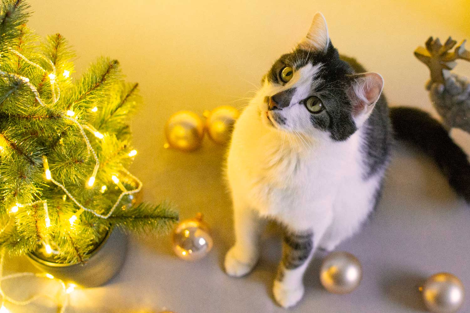 Eine schwarz-weiße Katze sitzt auf dem Boden neben einem kleinen, geschmückten Weihnachtsbaum mit leuchtenden Lichterketten und goldenen Ornamenten - die perfekten Geschenkideen für Katzenliebhaber zur Weihnachtszeit.