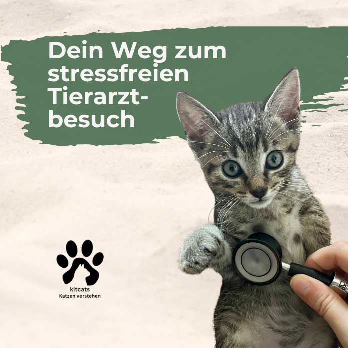 Eine Person hält ein Stethoskop an die Brust eines grau getigerten Kätzchens. Der Text lautet Dein Weg zum stressfreien Tierarztbesuch